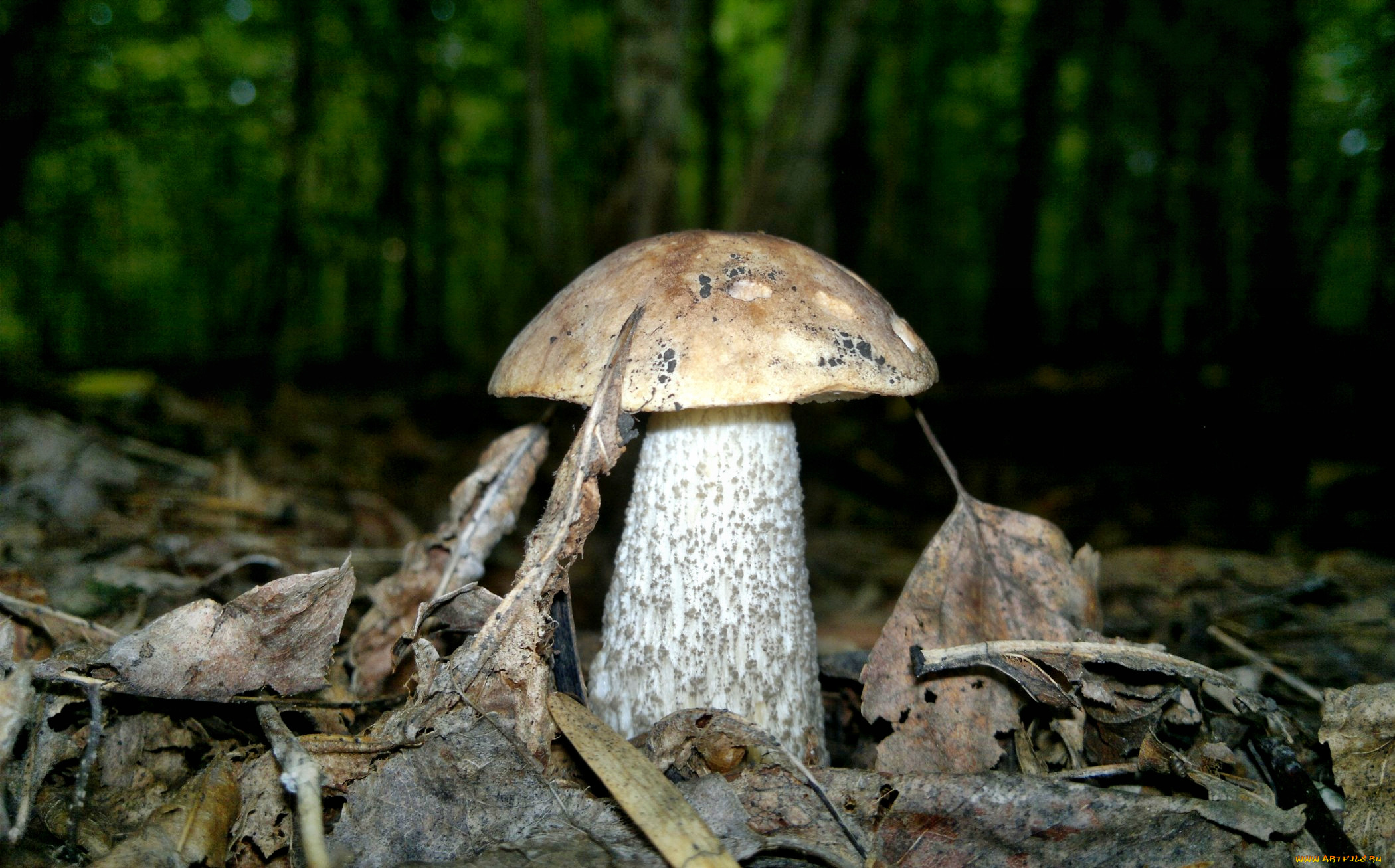 9 грибов